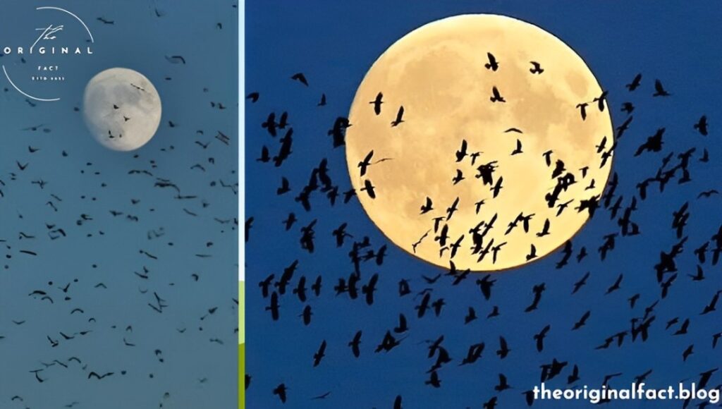 Super Blue Moon Impact on Wildlife