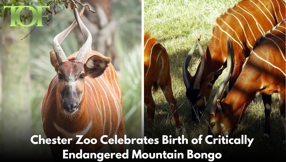 Mountain Bongo, Chester Zoo, Endangered